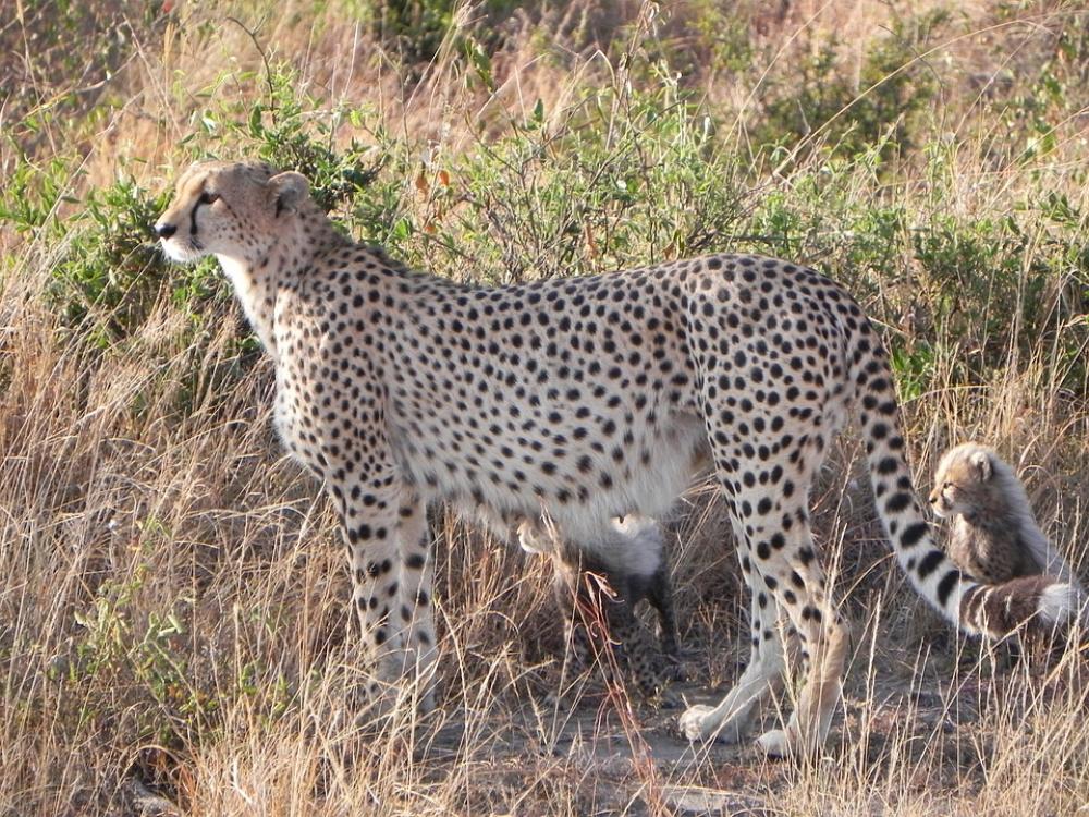 Cheetah Animals Kenya Cheetah Animals Kenya