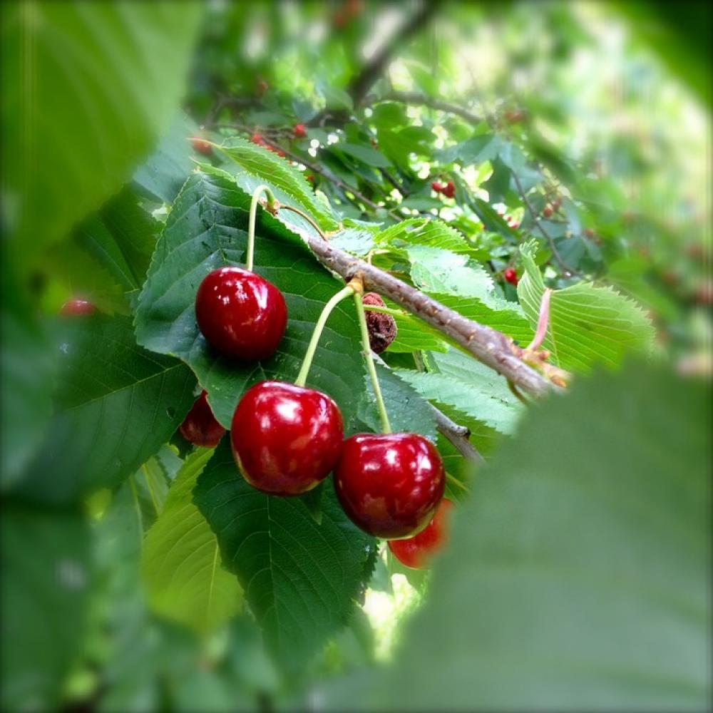 Cherries Red Cherry Nature Summer Fruits Fruit Cherries Red Cherry Nature Summer Fruits Fruit