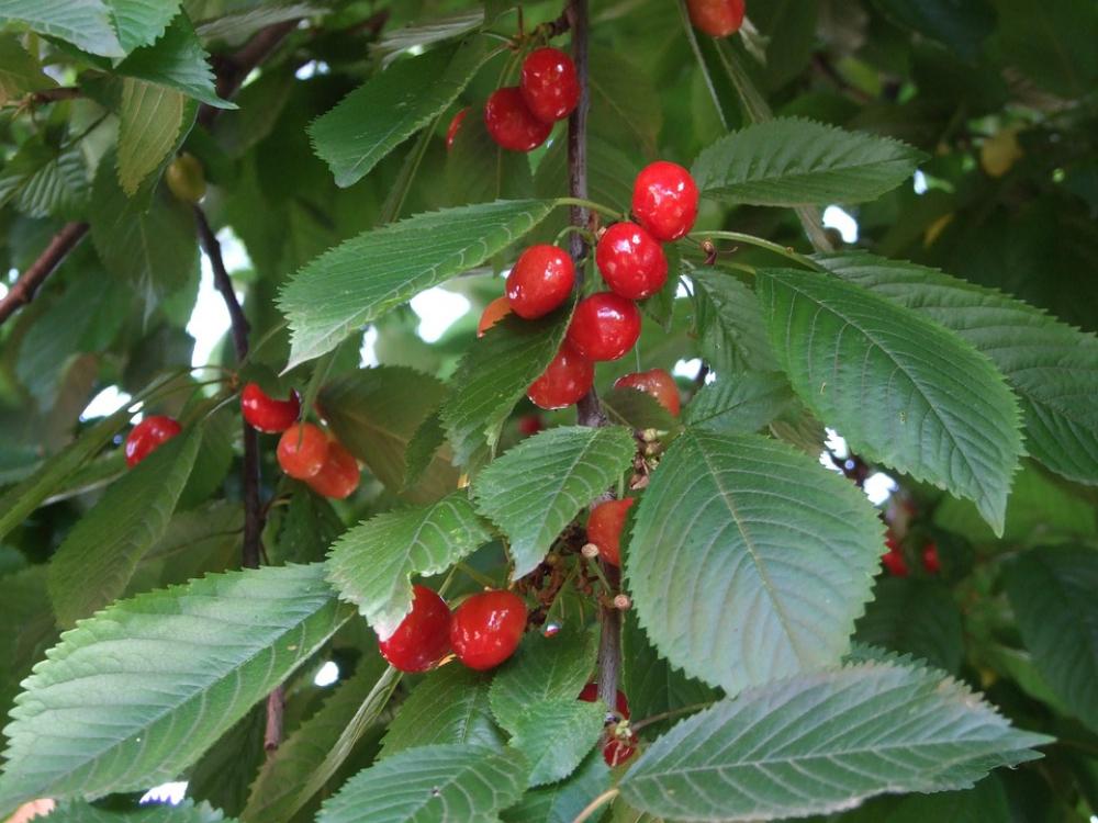 Cherry Red Fruit Red Fruit Sweet Holidays Cherry Red Fruit Red Fruit Sweet Holidays