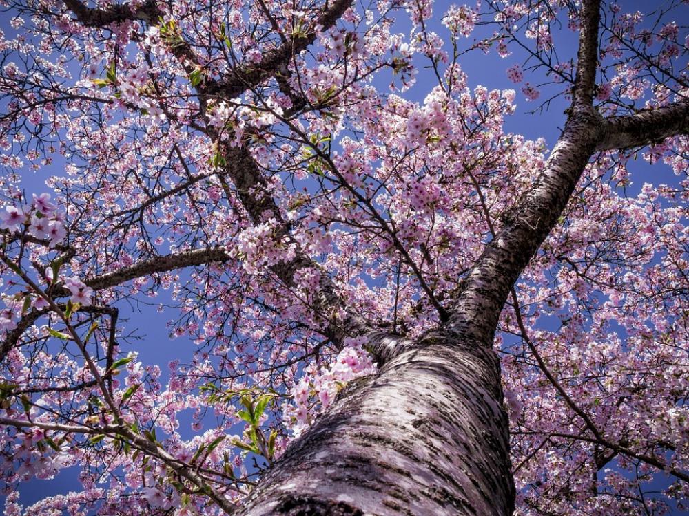 Cherry Blossom Tree Bloom Nature Spring Flowers Cherry Blossom Tree Bloom Nature Spring Flowers