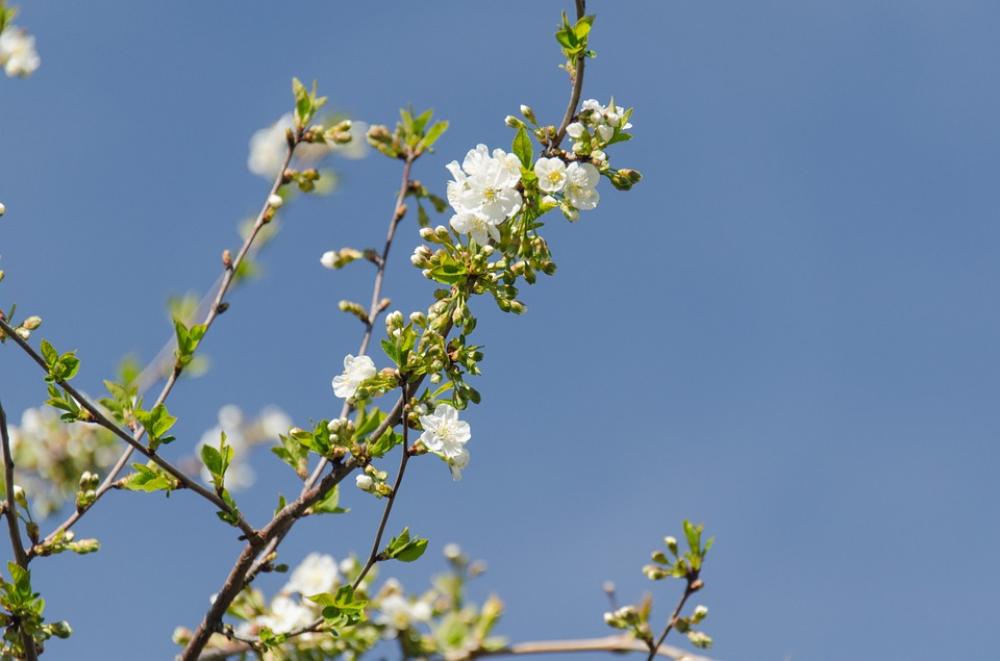 Cherry Flower Leaves Branch Spring Bloom Garden Cherry Flower Leaves Branch Spring Bloom Garden