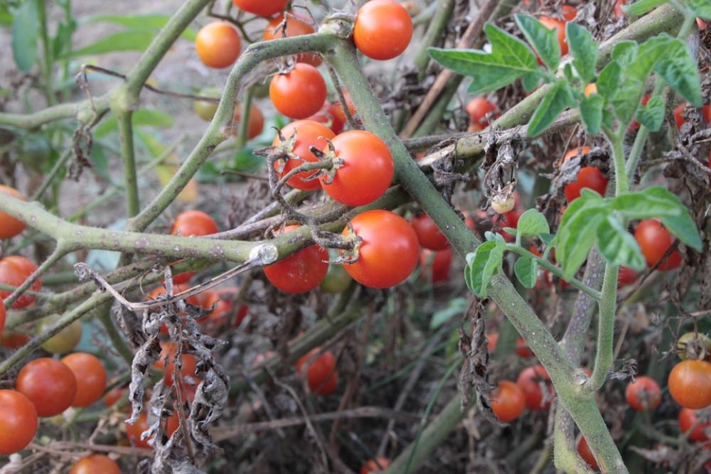 Cherry Fresh Plants Red Small Tomato Autumn Cherry Fresh Plants Red Small Tomato Autumn