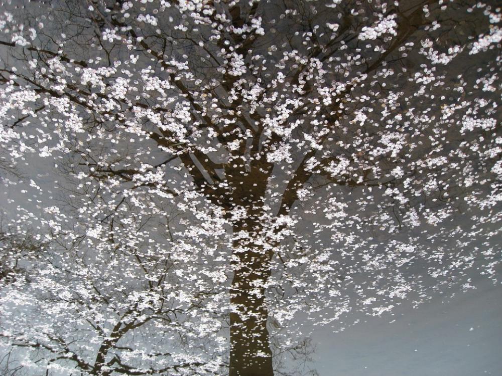 Cherry Blossom Nature Floating Blossoms Cherry Blossom Nature Floating Blossoms