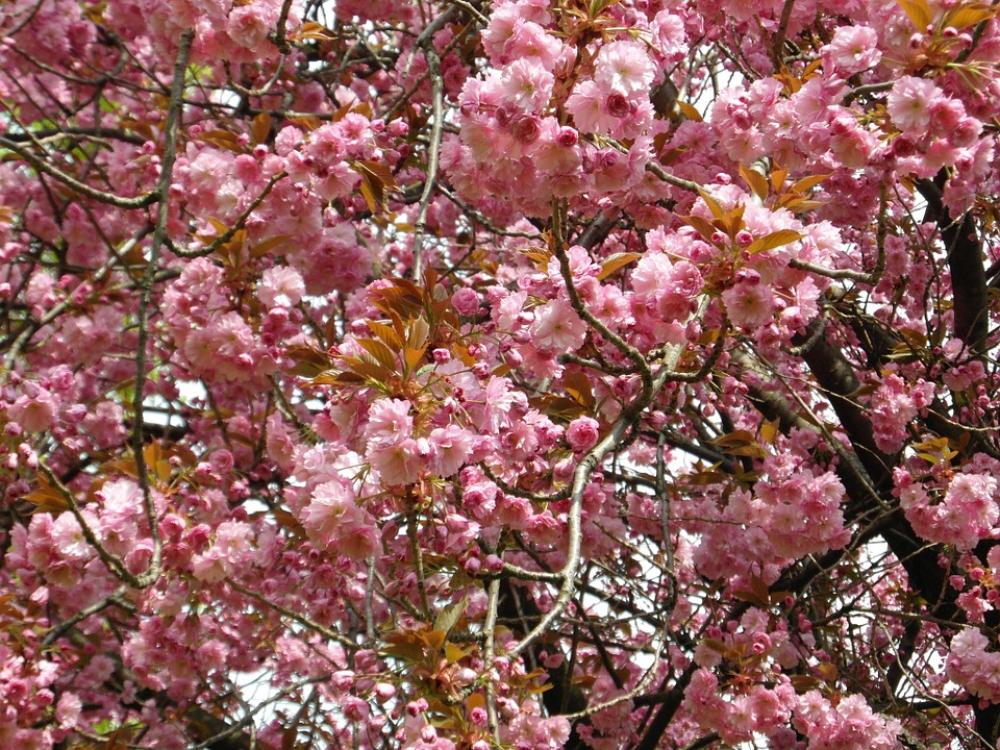 Cherry Blossom Pink Spring Tender Blossom Bloom Cherry Blossom Pink Spring Tender Blossom Bloom