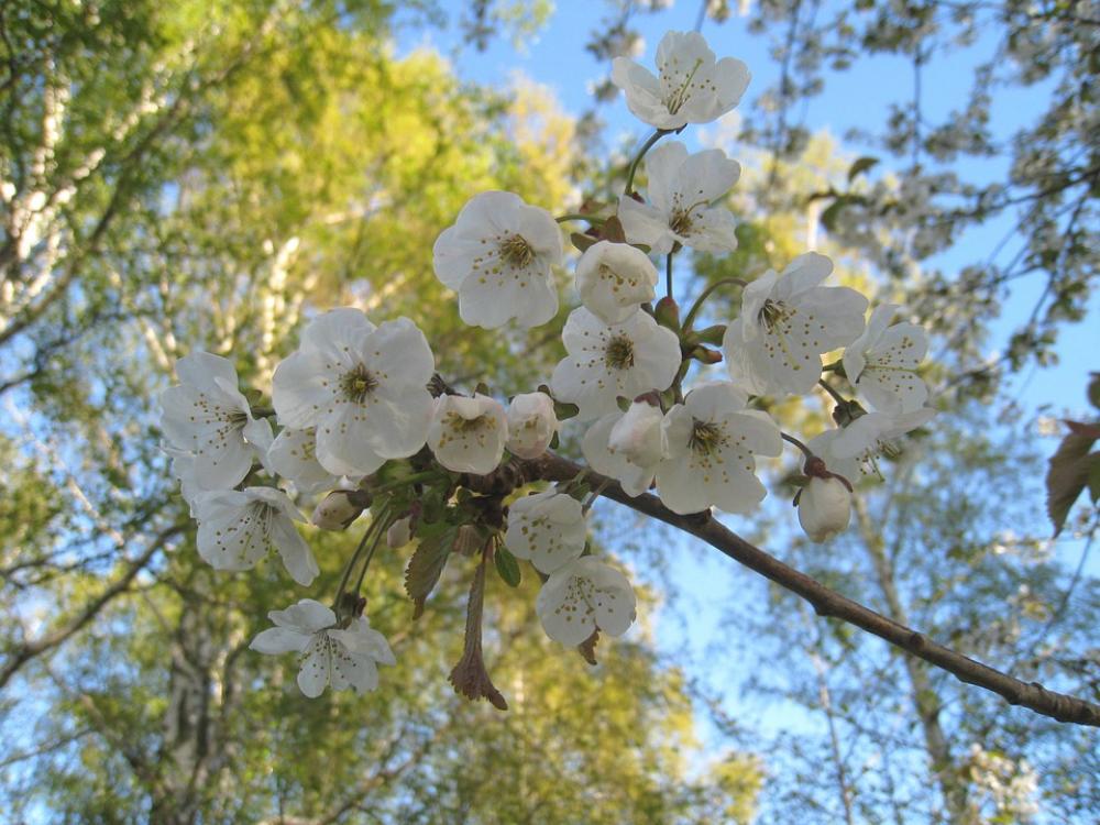 Cherry Blossom Branches Tree Sky Blue Blue Spring Cherry Blossom Branches Tree Sky Blue Blue Spring