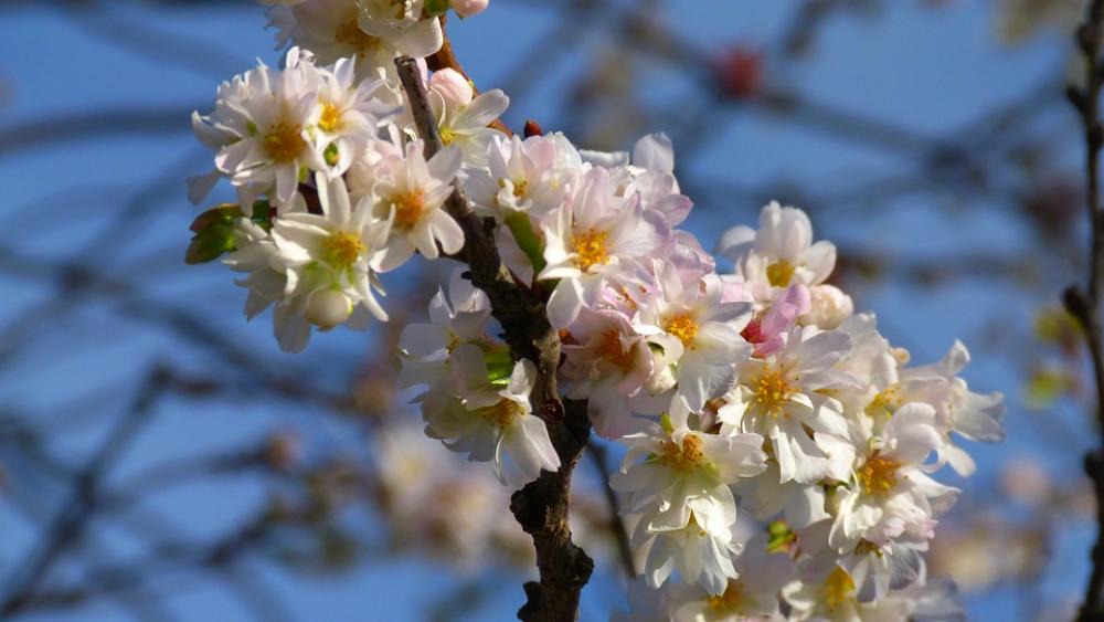 Cherry Blossoms Blossom Bloom Pink In The Autumn Cherry Blossoms Blossom Bloom Pink In The Autumn
