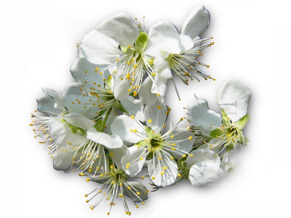 Cherry Blossoms Hell White Spring Risen Bee Pollen Cherry Blossoms Hell White Spring Risen Bee Pollen