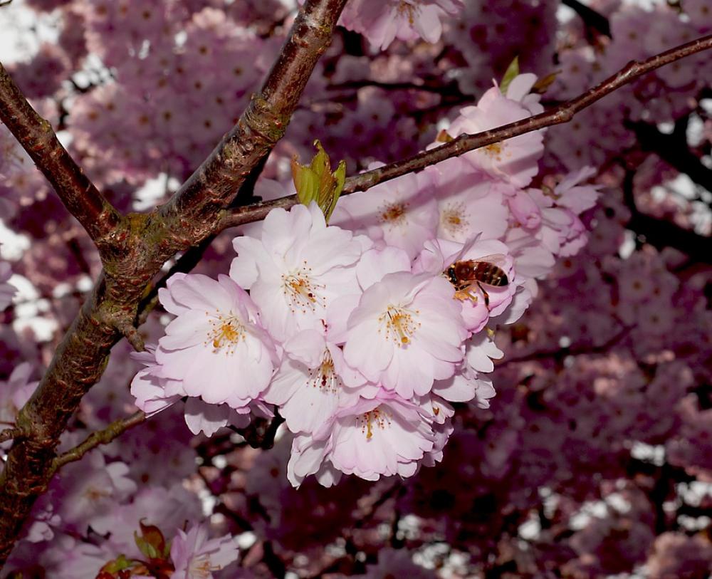 Cherry Blossoms Blossom Bloom Japanese Cherry Trees Cherry Blossoms Blossom Bloom Japanese Cherry Trees