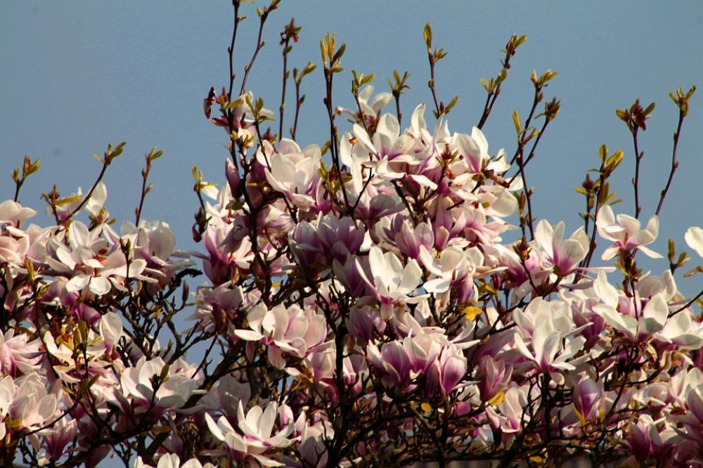 Cherry Blossoms Spring Cherry Blossom Bloom Pink Cherry Blossoms Spring Cherry Blossom Bloom Pink