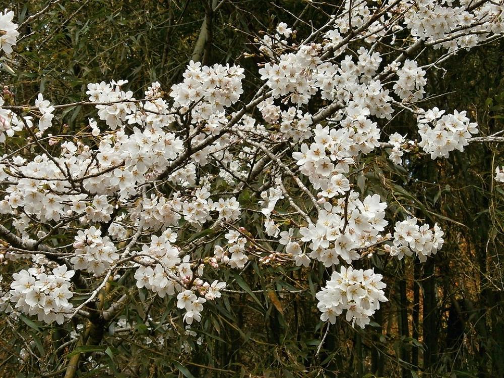 Cherry Blossoms Cherry Tree Cherry Blossom Spring Cherry Blossoms Cherry Tree Cherry Blossom Spring