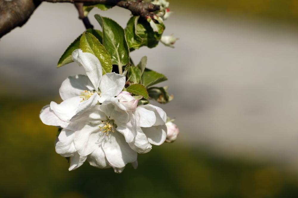 Cherry Blossoms Spring Flowering Trees Flowers Cherry Blossoms Spring Flowering Trees Flowers