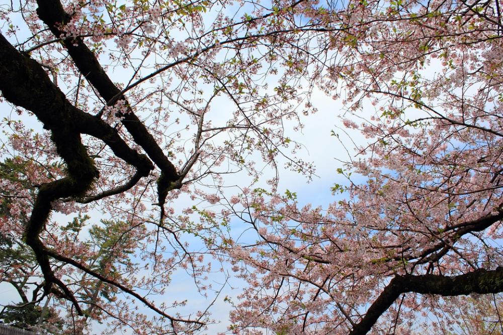 Cherry Blossoms Wood Castle Tree Lined Spring Cherry Blossoms Wood Castle Tree Lined Spring