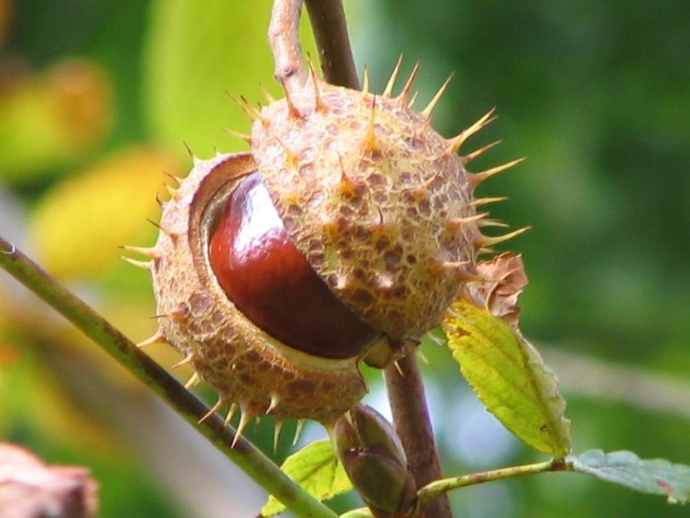 Chestnut Plant Autumn Chestnut Plant Autumn