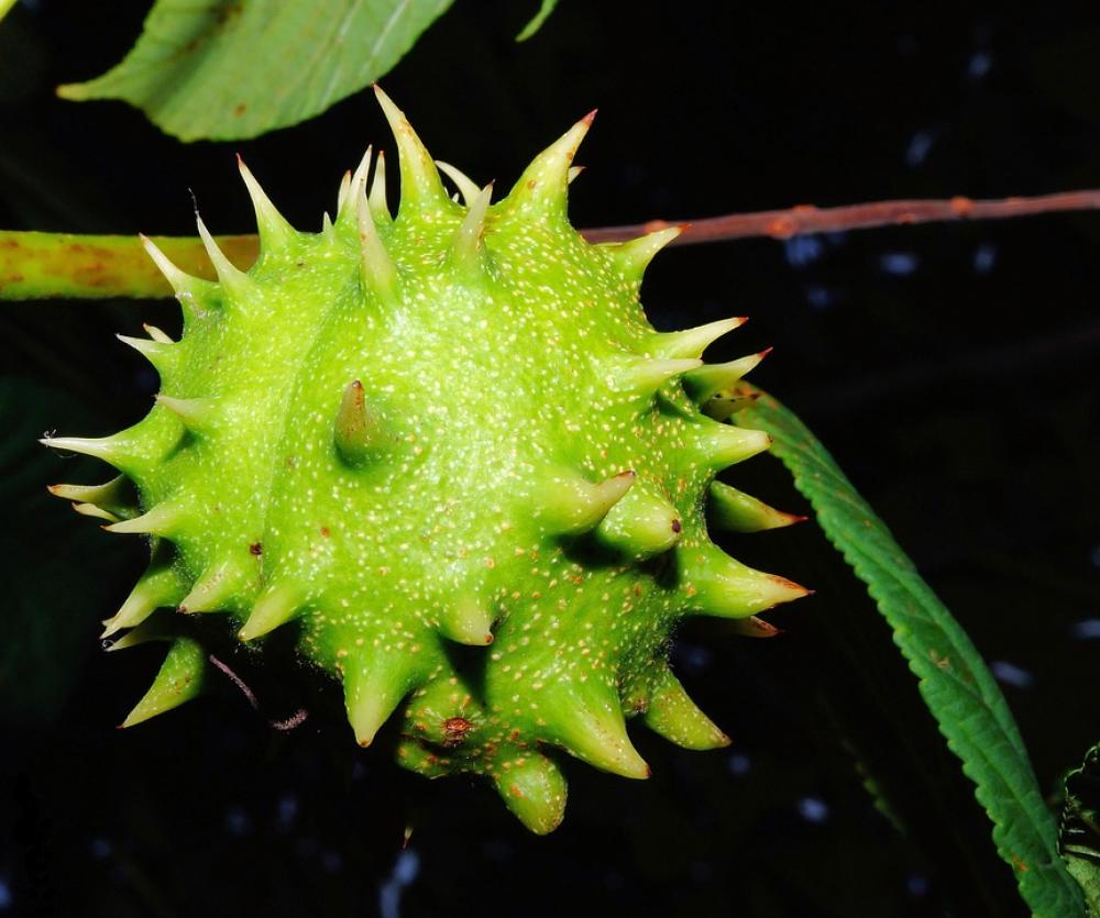 Chestnut Fruit Green Immature Prickly Plant Chestnut Fruit Green Immature Prickly Plant