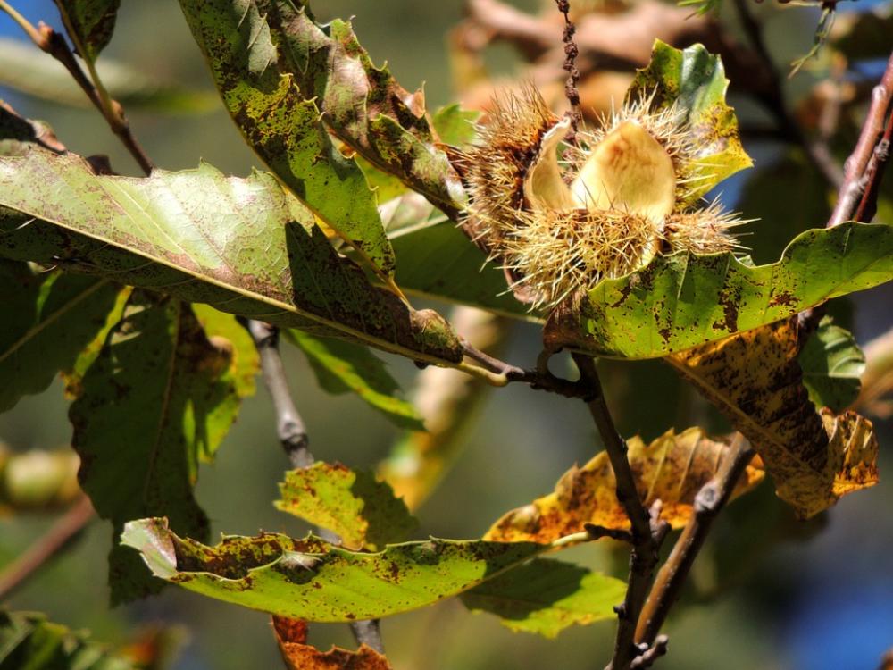 Chestnut Open Autumn Tree Nature Chestnut Open Autumn Tree Nature
