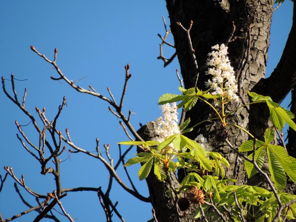 Chestnut Blossom Chestnut Blossom Bloom Tree Chestnut Blossom Chestnut Blossom Bloom Tree