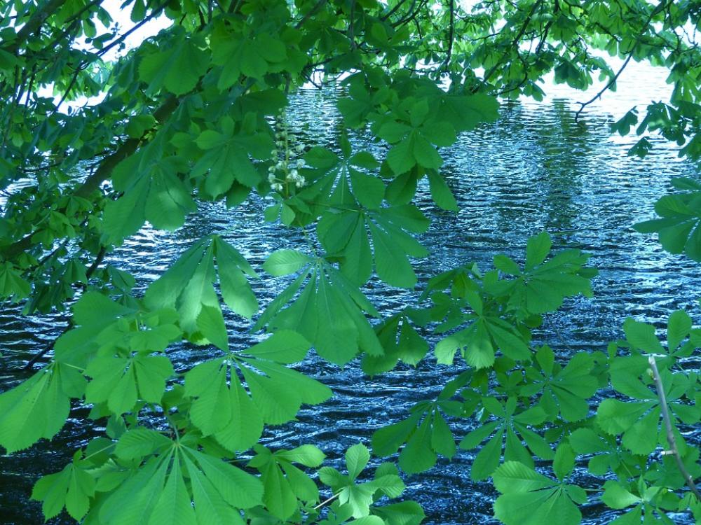 Chestnut Leaves Chestnut Nature Water Lake Chestnut Leaves Chestnut Nature Water Lake