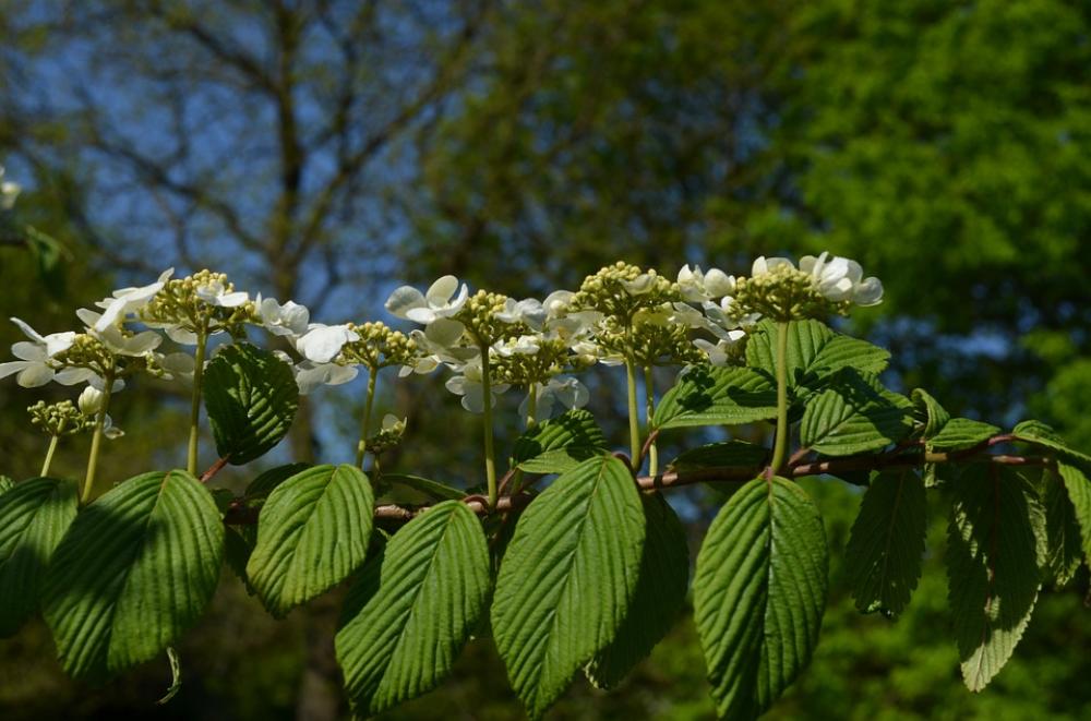 Chestnut Tree Inflorescence Chestnut Blossom Chestnut Tree Inflorescence Chestnut Blossom