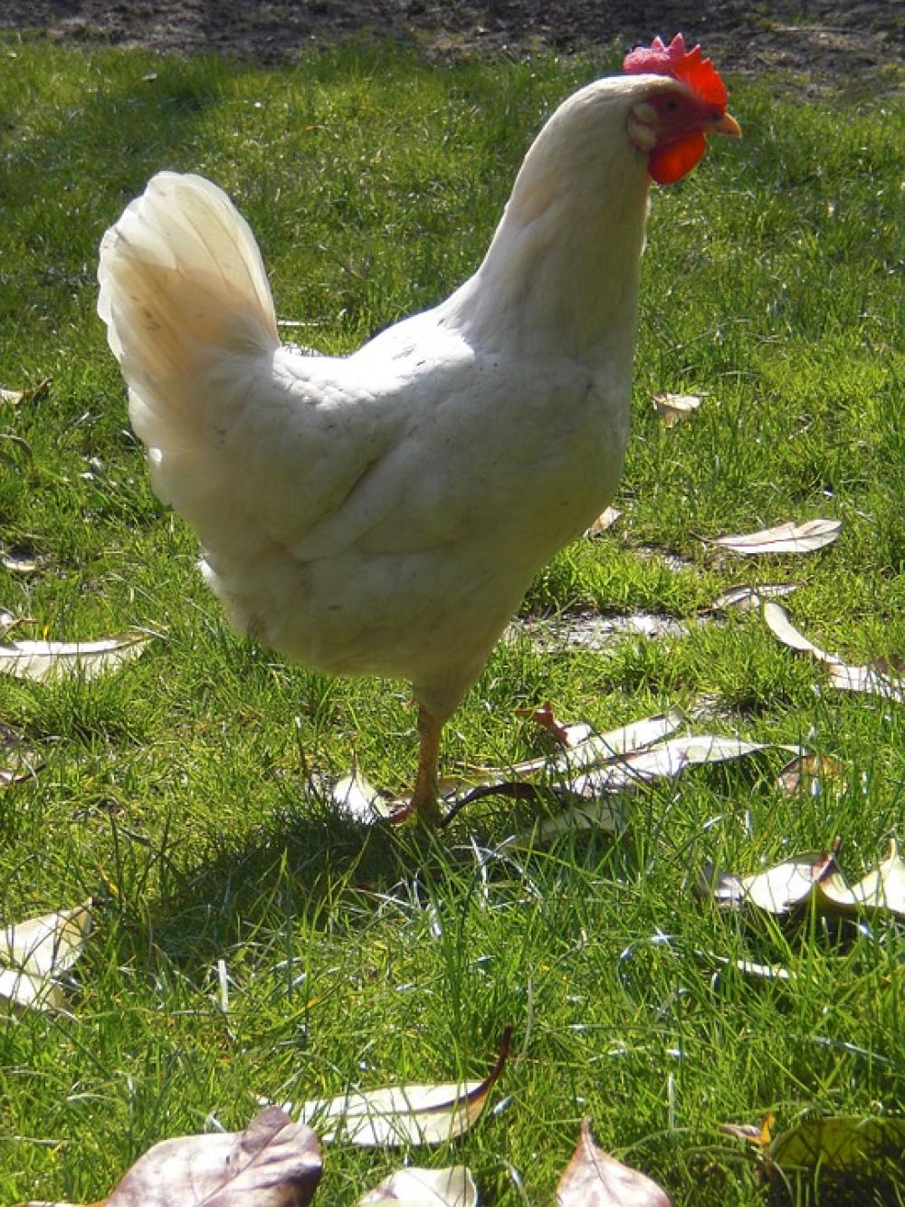 Chicken White Meadow Chicken White Meadow