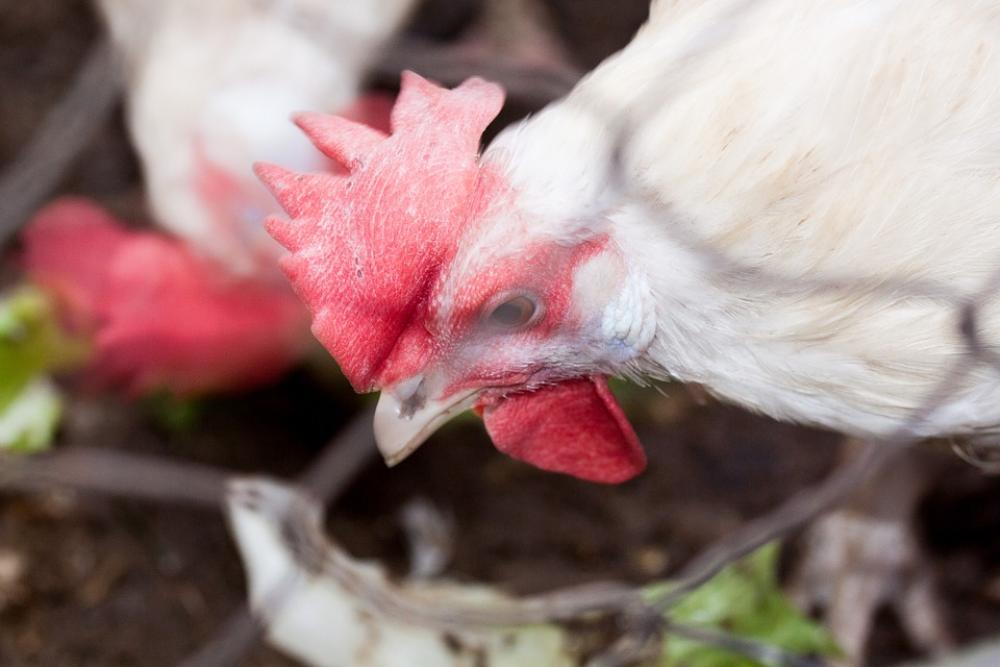 Chicken Poultry Farm Animals Animal Chickens Hen Chicken Poultry Farm Animals Animal Chickens Hen