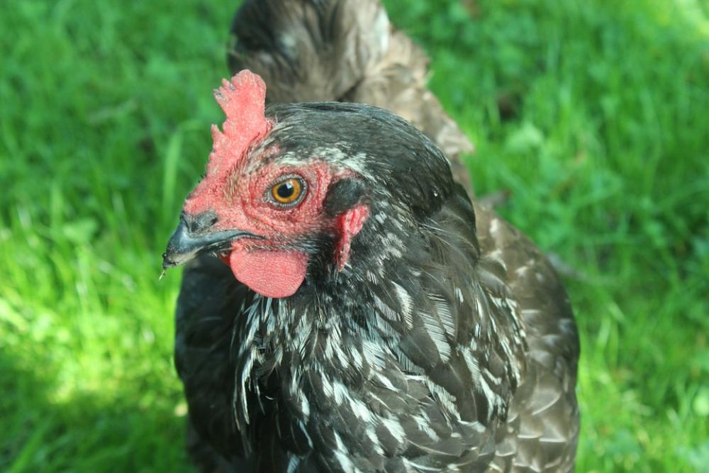 Chicken Hen Nature Animals Chicken Hen Nature Animals