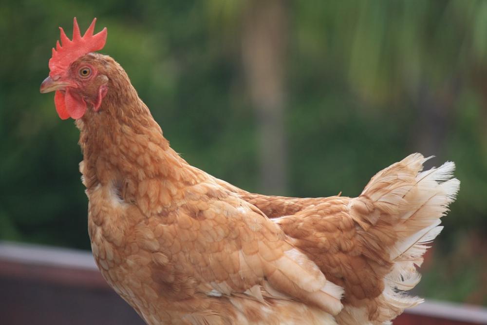 Chicken Brown Bill Chicken Brown Bill