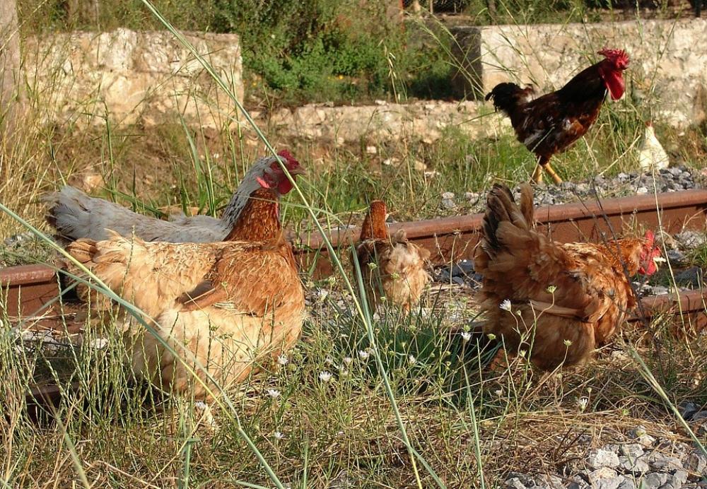 Chickens Free Running Barn Foraging Peck Poultry Chickens Free Running Barn Foraging Peck Poultry