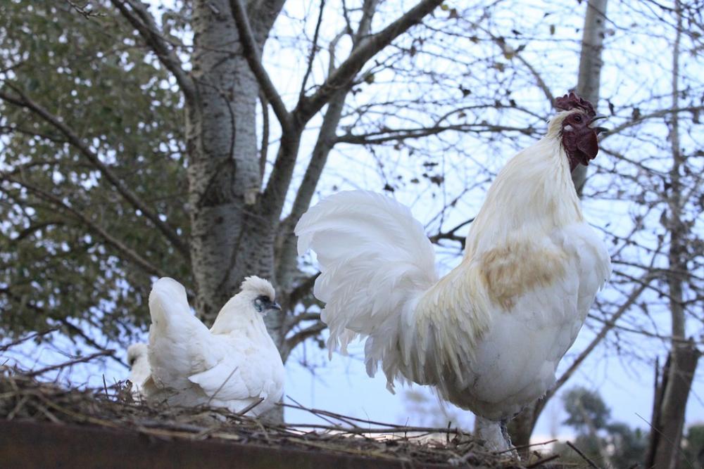 Chickens Animals Nature Farm Hens Roosters Chickens Animals Nature Farm Hens Roosters