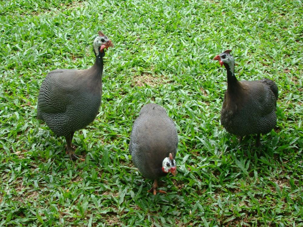 Chickens D Angola Animal Paige Chickens D Angola Animal Paige