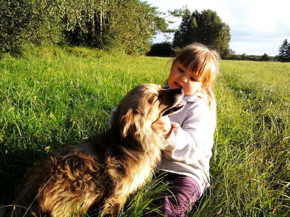 Child The Little Girl Dog The Sun Grass Nature Child The Little Girl Dog The Sun Grass Nature