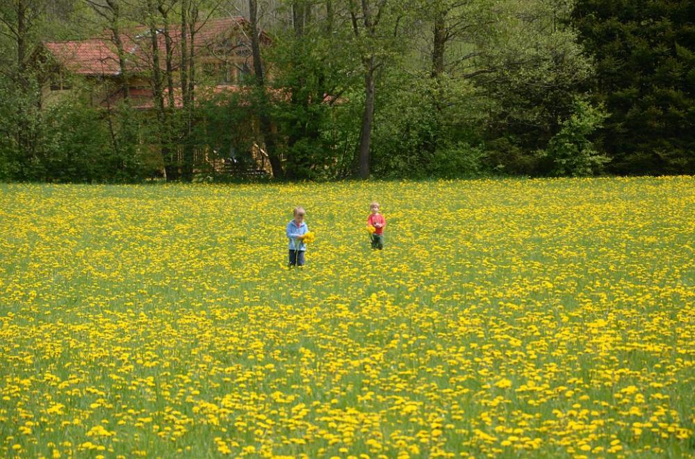 Children Meadow Dandelion Flower Flowers Plant Children Meadow Dandelion Flower Flowers Plant