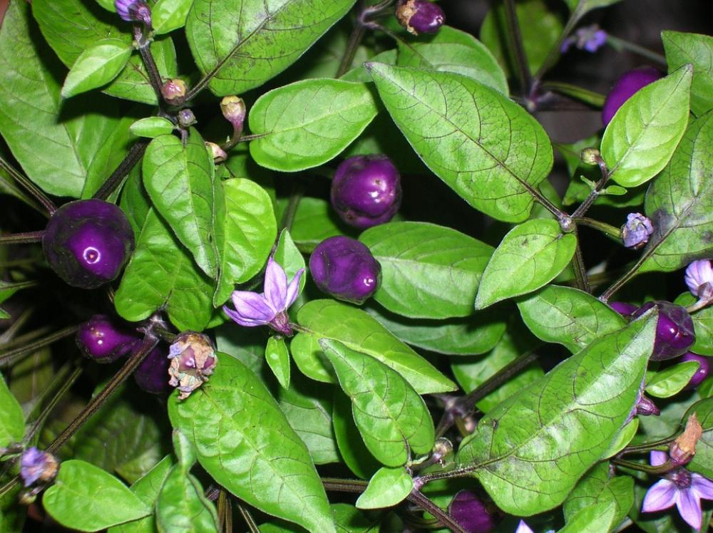 Chilis Purple Violet Vegetables Garden Harvest Chilis Purple Violet Vegetables Garden Harvest