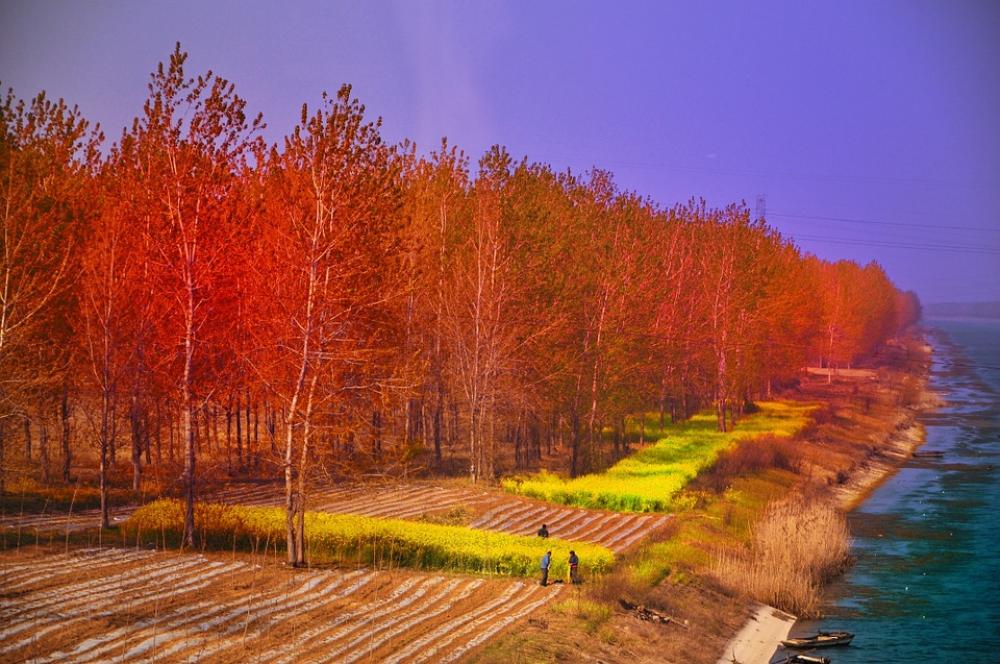 China Forest Trees Spring Colorful China Forest Trees Spring Colorful
