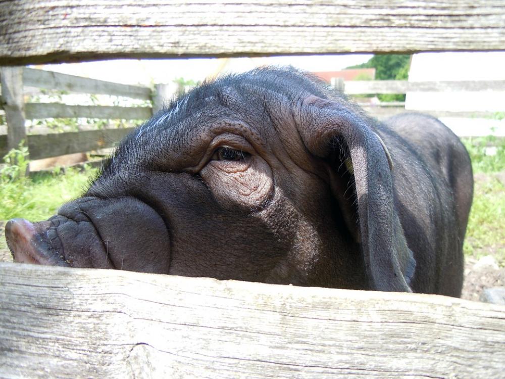 Chinese Pig Mask Close Up Livestock Pig Chinese Pig Mask Close Up Livestock Pig