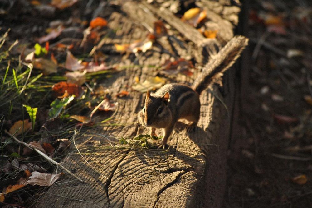 Chipmunk Squirrel Rodent Animal Nature Wildlife Chipmunk Squirrel Rodent Animal Nature Wildlife