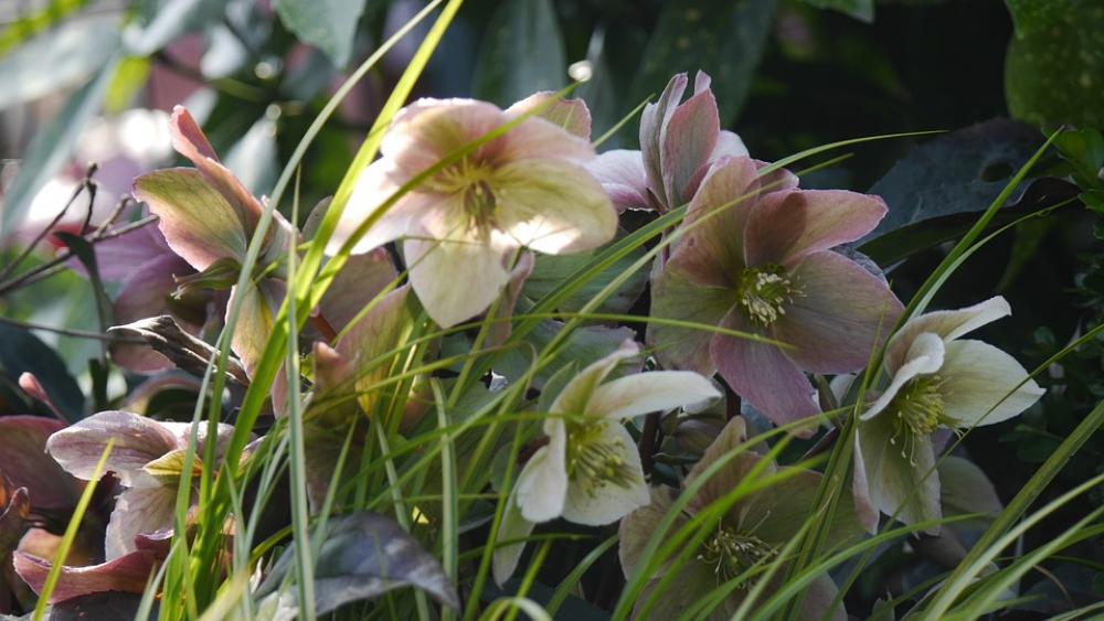 Christmas Rose Blossom Bloom Species Pink Flower Christmas Rose Blossom Bloom Species Pink Flower