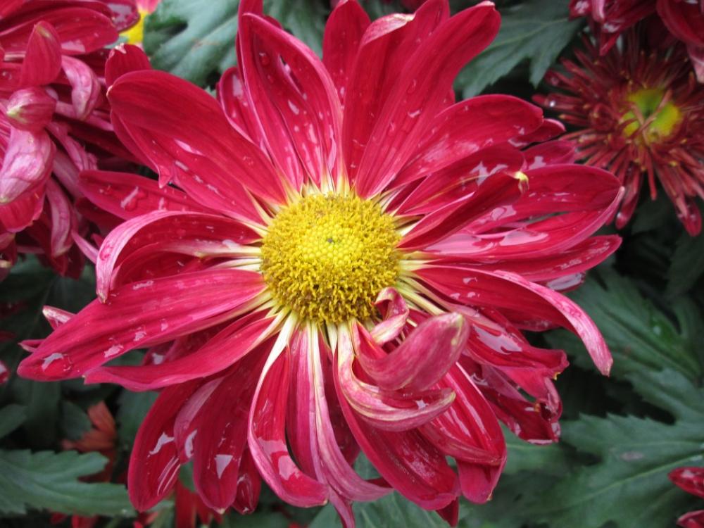 Chrysanthemum Plant Park Red Chrysanthemum Plant Park Red