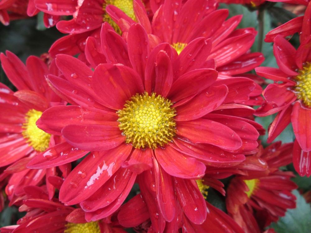 Chrysanthemum Plant Park Red Chrysanthemum Plant Park Red