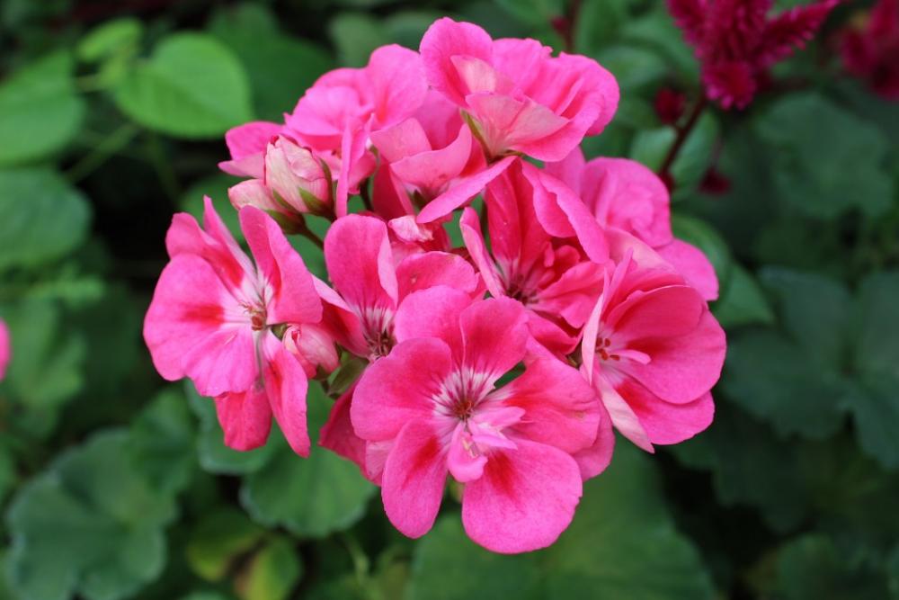 Chrysanthemum Red Chrysanthemum Flowers Nature Chrysanthemum Red Chrysanthemum Flowers Nature