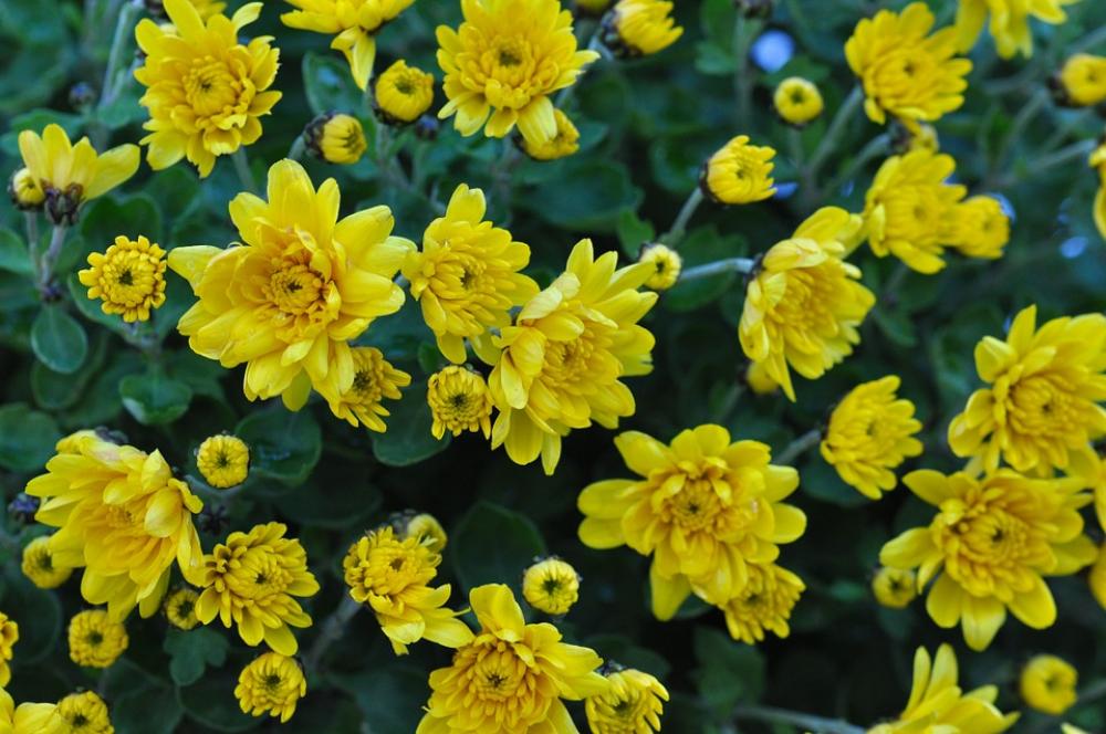 Chrysanthemum Flower Yellow Macro Plant Chrysanthemum Flower Yellow Macro Plant