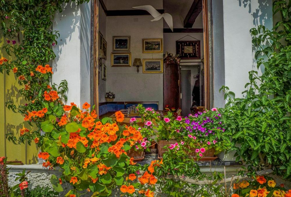Cinque Terre Italy Flowers Buildings Architecture Cinque Terre Italy Flowers Buildings Architecture