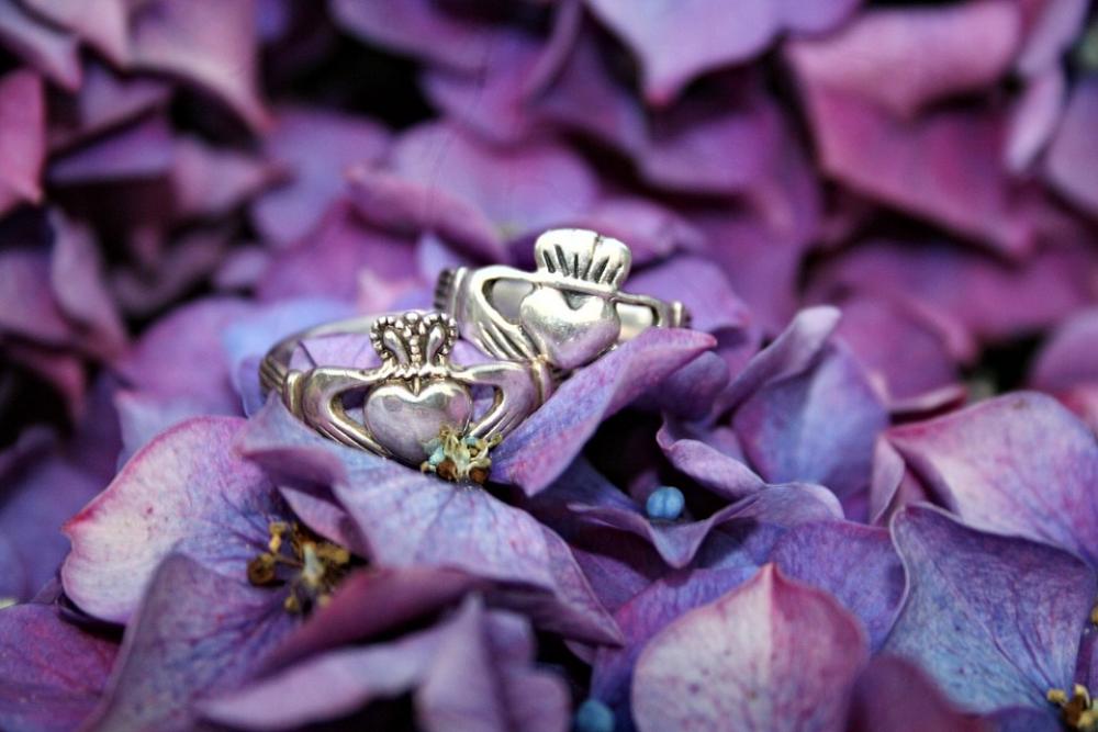 Claddagh Rings Plant Flowers Hydrangea Violet Claddagh Rings Plant Flowers Hydrangea Violet