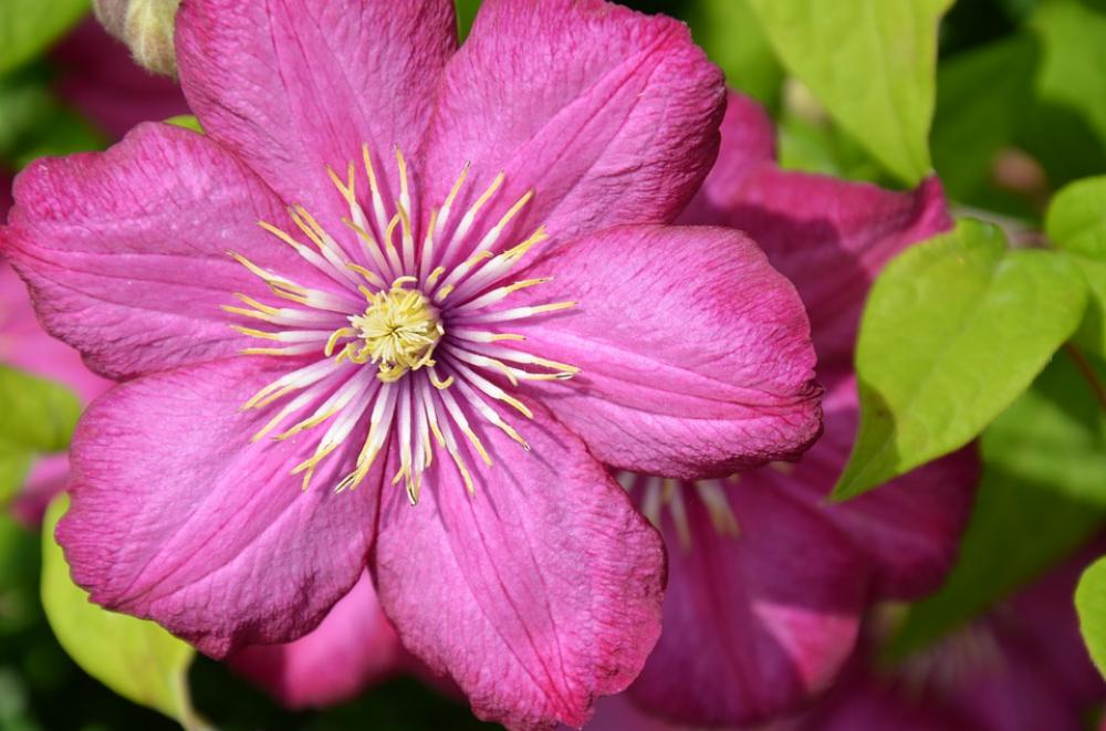 Clematis Blossom Bloom Flower Plant Clematis Blossom Bloom Flower Plant