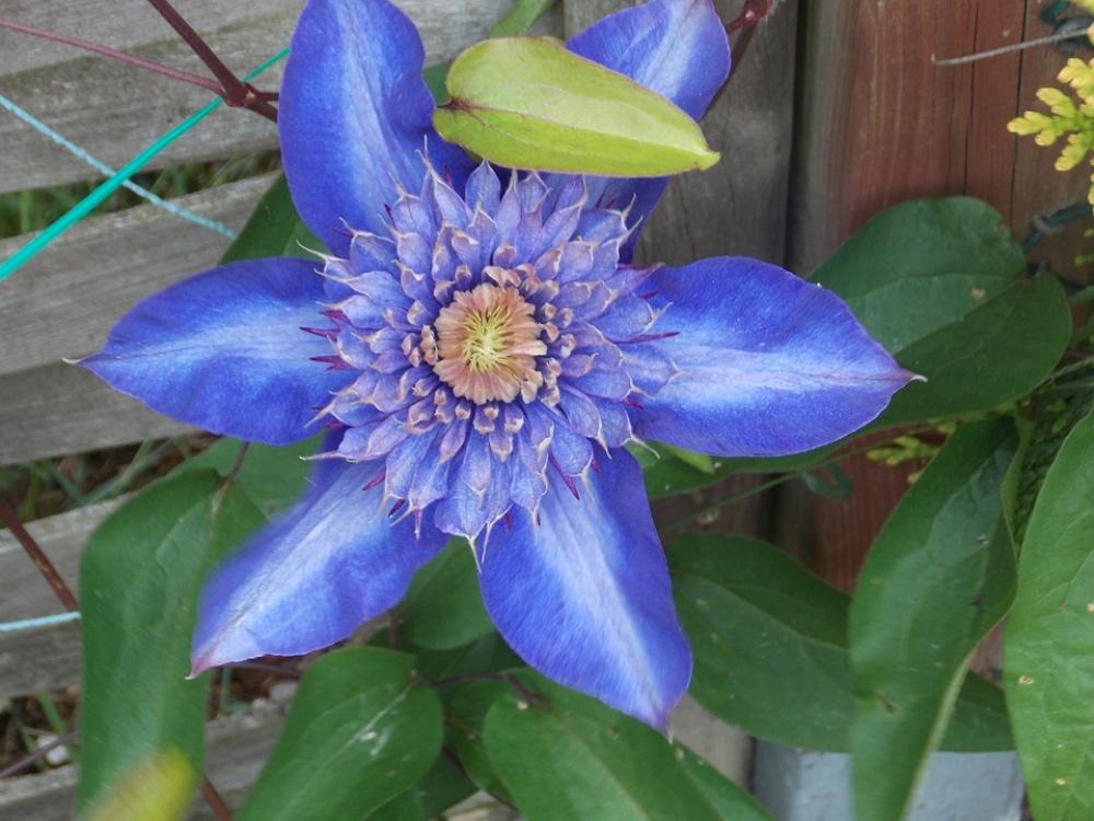Clematis Plant Flower Blue Clematis Plant Flower Blue