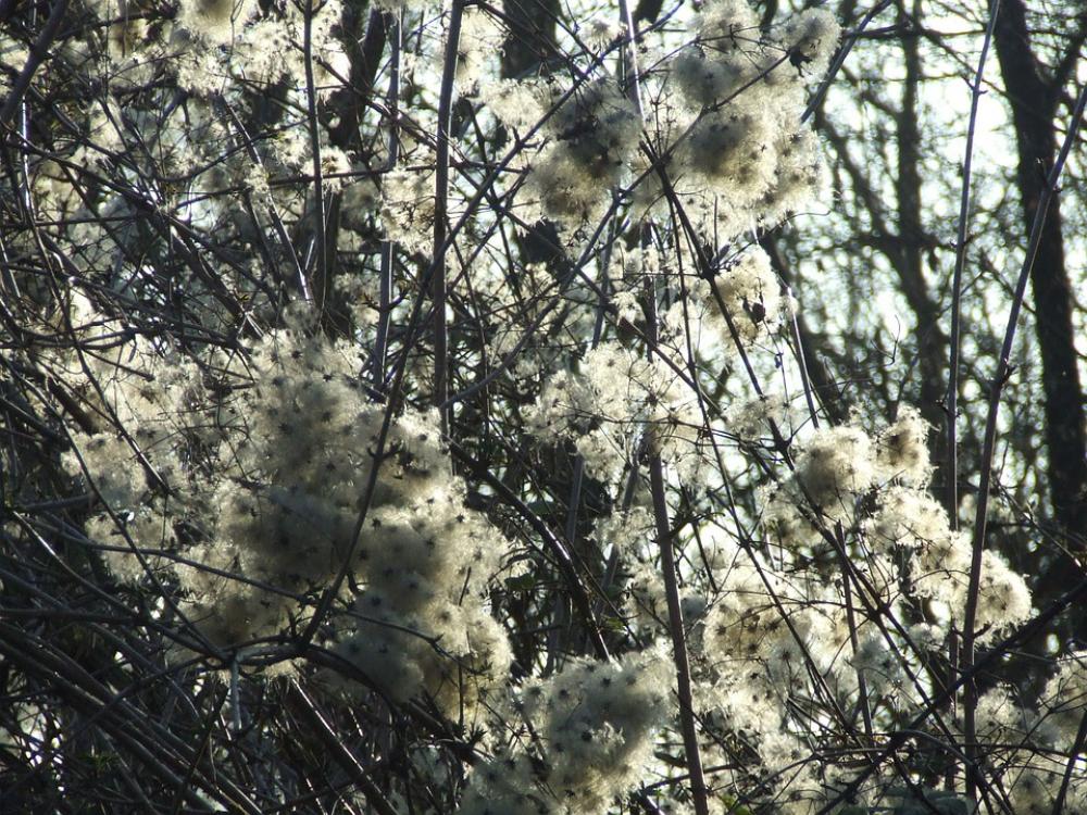 Clematis Teufelszwirn Forest Dream Clematis Teufelszwirn Forest Dream