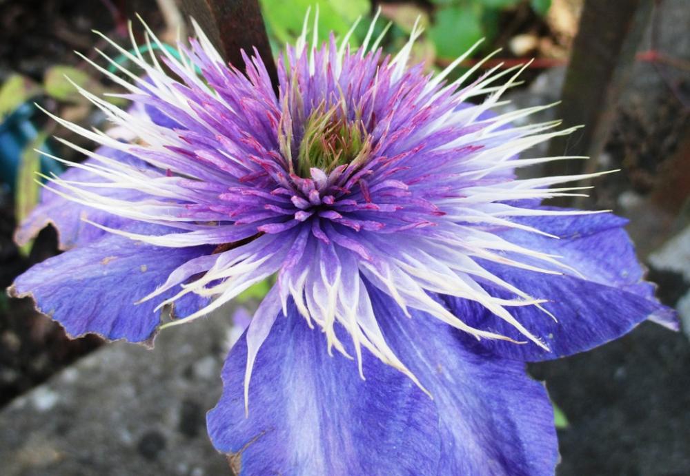 Clematis Bloom Light Purple Flower Garden Clematis Bloom Light Purple Flower Garden