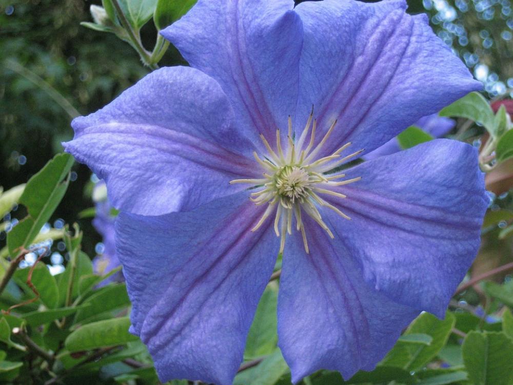 Clematis Flower Blue Pretty Plant Leaf Decorative Clematis Flower Blue Pretty Plant Leaf Decorative
