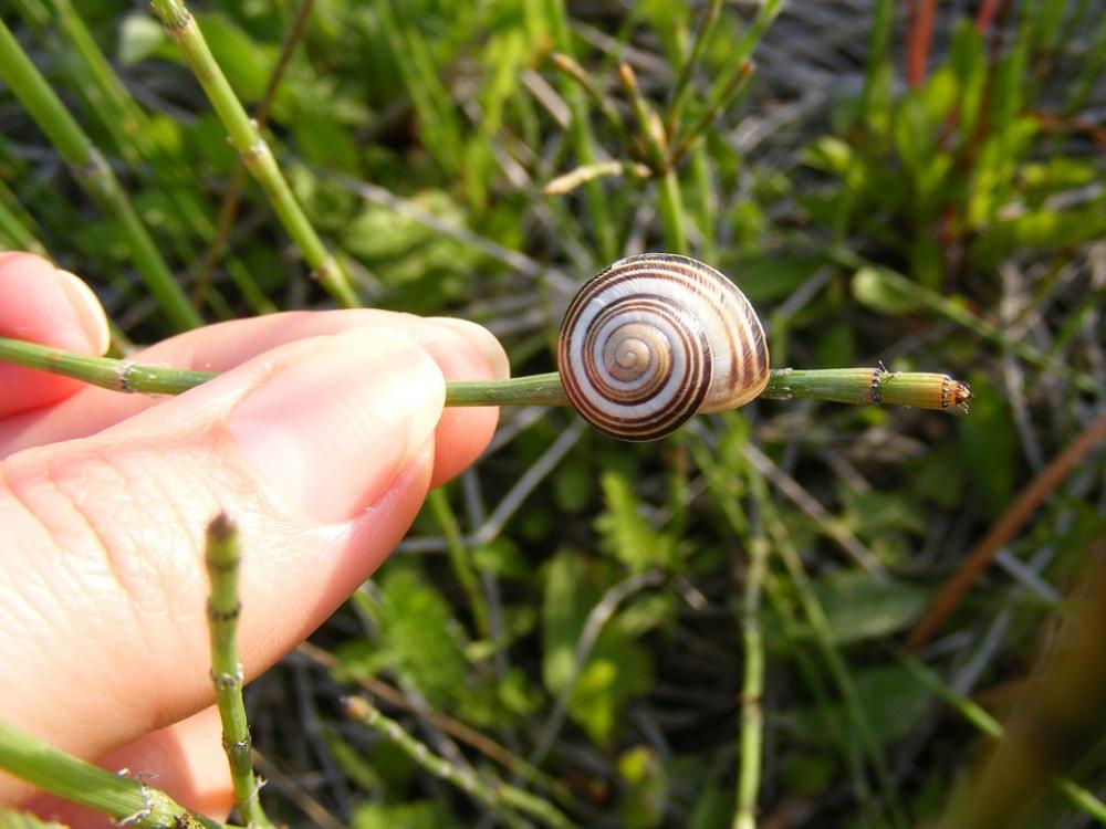 Climbing Close-Up Coiled Gastropoda Grass Green Climbing Close-Up Coiled Gastropoda Grass Green