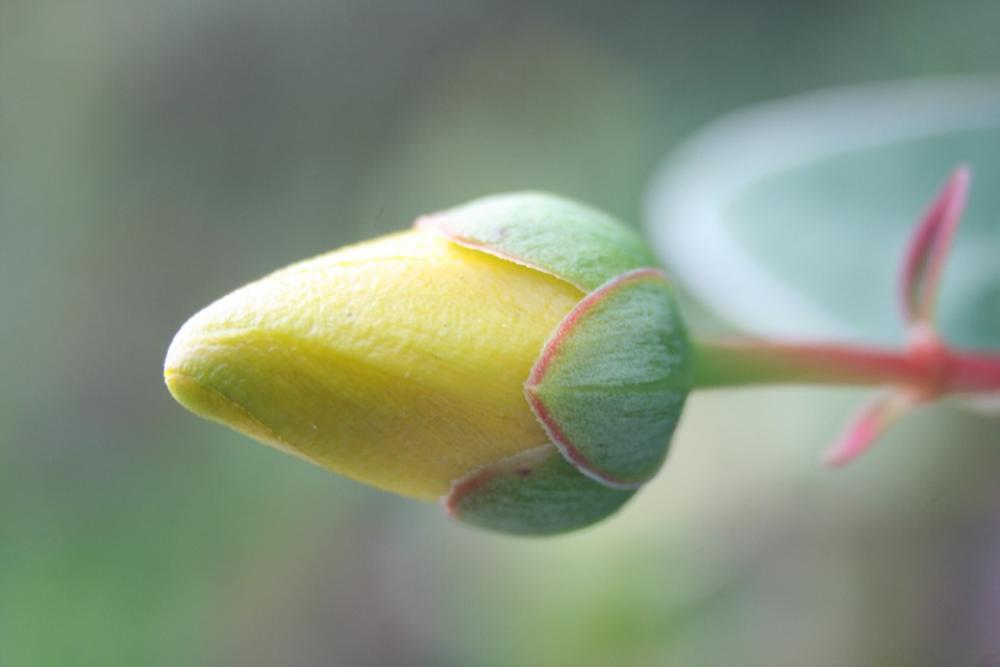 Close Macro Blossom Bloom Close Up Flower Yellow Close Macro Blossom Bloom Close Up Flower Yellow