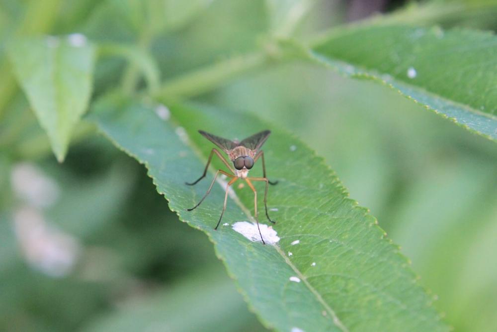 Close-Up Deer Flie Flies Horsefly Plant Sitting Close-Up Deer Flie Flies Horsefly Plant Sitting